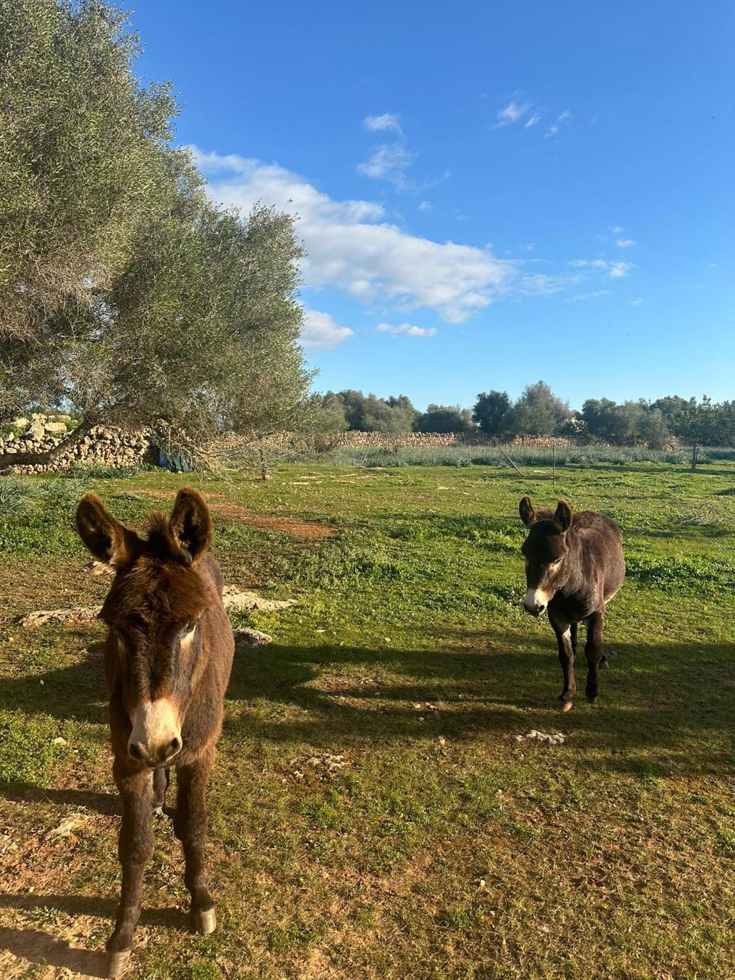Son Pieras Landhaus Llucmajor (Mallorca)
